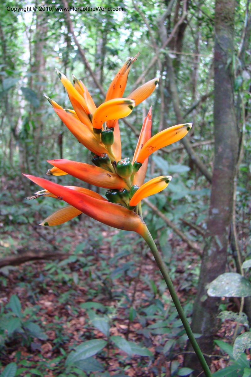 Heliconia, R. Vasquez 34662--Peru. Loreto. Dist. Nauta. Pac. Samiria. Rio Yanayacu. 7 Nov 08. 169 (2).jpg