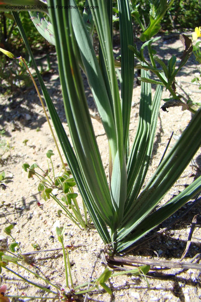 Babiana ringens, C. Davidson 11501--South Africa. Western Cape. R27, 5 km N of Velddrif. 24 Aug 09. 080 (8).jpg