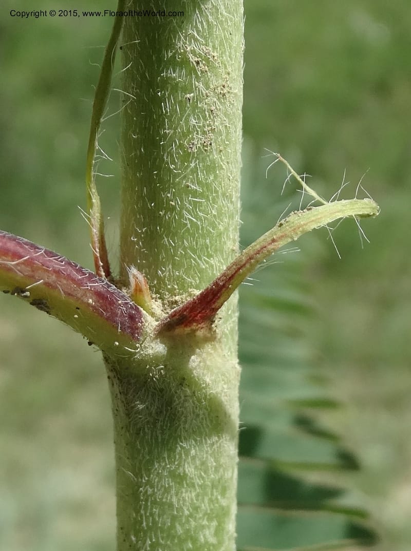 Astragalus trichocalyx, Davidson, C 12434--Georgia (Caucasus). Rustavi Village. 5 Jun 2014. DSC07073 (240).JPG