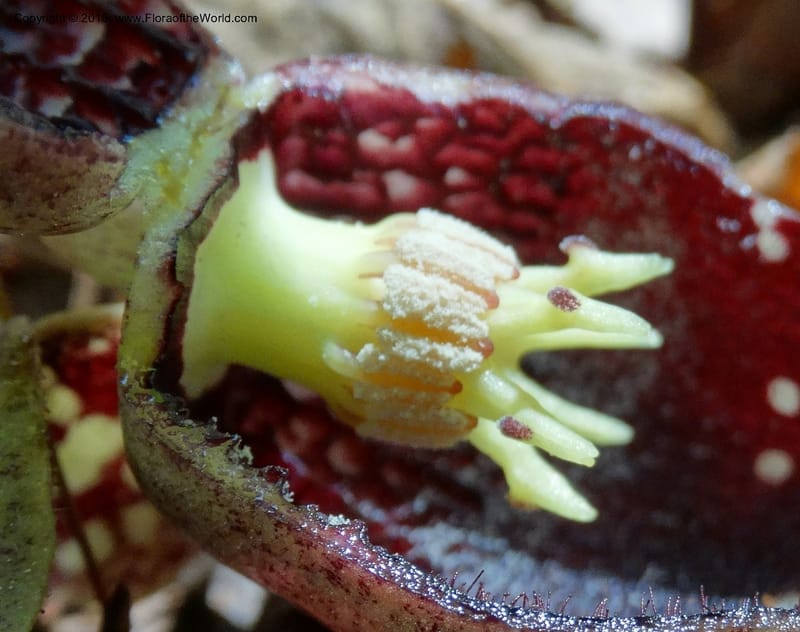 Asarum shuttleworthii, Davidson, C 12948--North Carolina. Trans. Co. W Cradle of For. 11 May 2015. DSC03837 (37).JPG