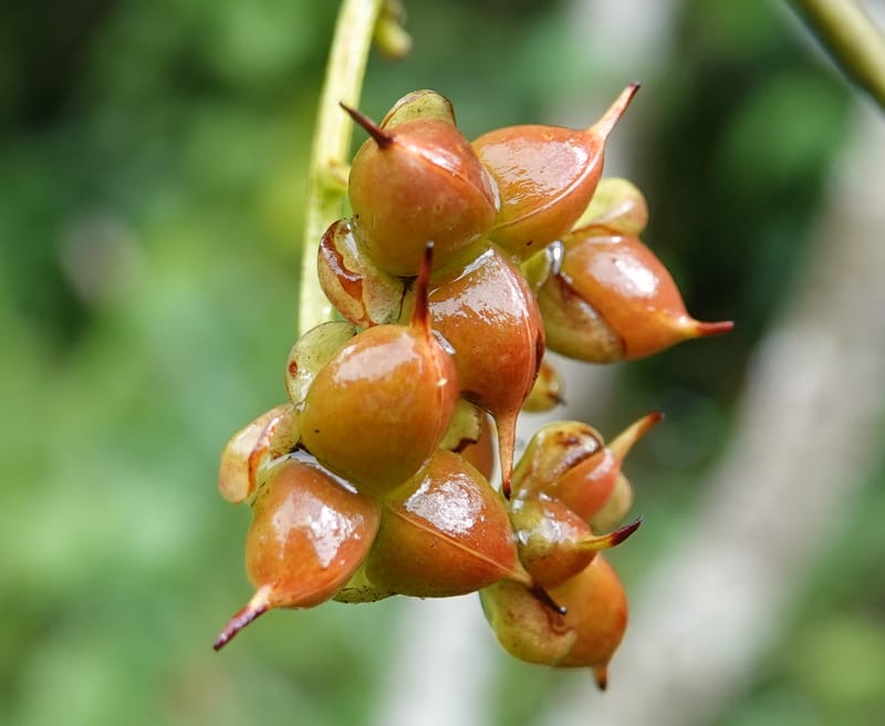 Tetracera, C. Davidson 13910--Gabon. M de C. Road past the cabins. 29 Oct 2018DSC09794 (10).JPG