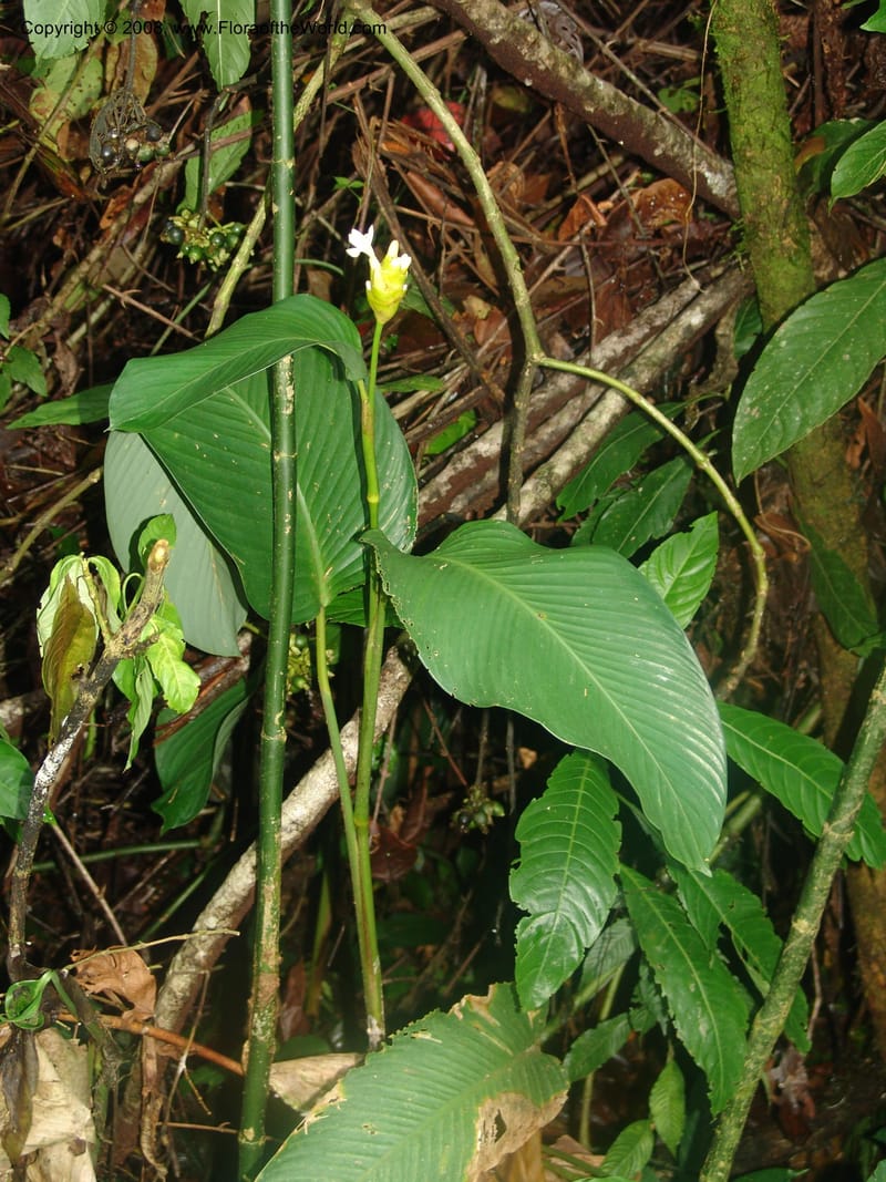Calathea marantifolia--Costa Rica. Prov. Limon. La Selva Biol. Sta. 5 Nov 05. 039.jpg