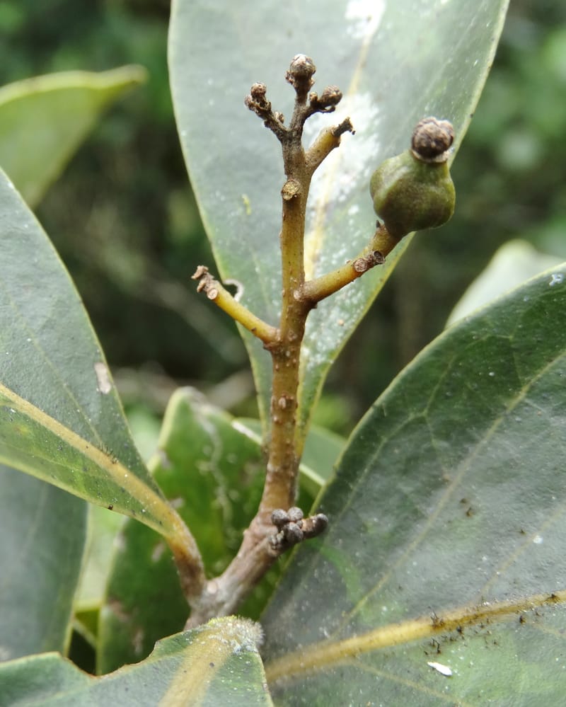 Cryptocarya, Munzinger, J 7347--Fiji. Delaikoro Mtn. 3 Nov 2015. DSC08393 (258).JPG