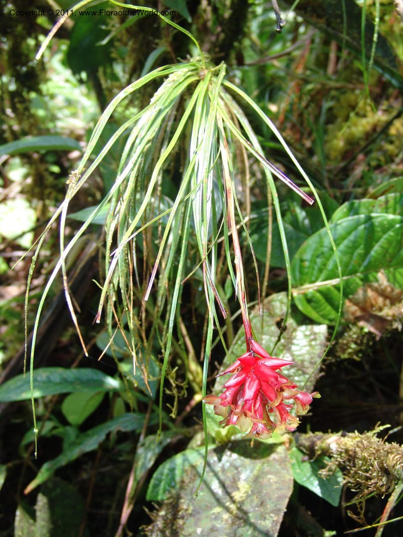 Guzmania graminifolia, Croat 95179--Ecuador. Esmeraldas. Alto Tambo. 22 Feb 05. 058 (1).jpg