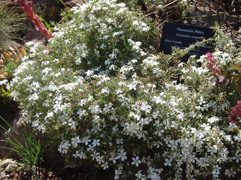 Linanthus nuttallii--AZ.  Arboretum at Flagstaff. 3 Sep 04.  143.jpg