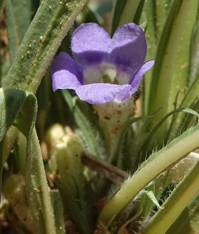 Aptosemum lineare, L. Nanyeni 1168--Namibia. Hwy B1, rest stop at odom 161. 16 Mar 2018. DSC01241 (32).JPG