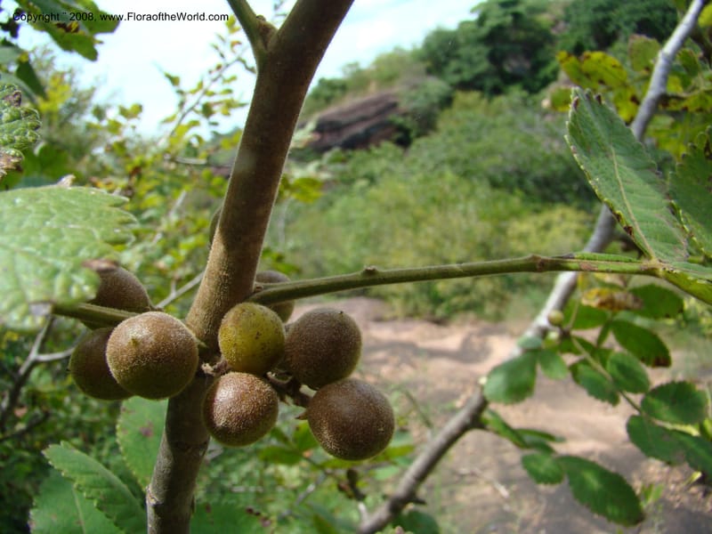 Bursera diversifolia, NMartinezM2420--MX. Chiapas. Jiquipilas. Cerro el Campanario. 14 Sep 08. 131.jpg