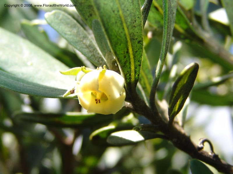 Diospyros dichrophylla--So.Africa. E. Cape. Waringham Farm, Quanti Area, Stut. 8 Mch 05. 389.jpg