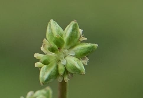 Sanguisorba filiformis, D. Boufford 44079--China. Sichuan. Wuxu Haizi. Glacial lake. 18 Aug 2017. DSC07392 (52).JPG
