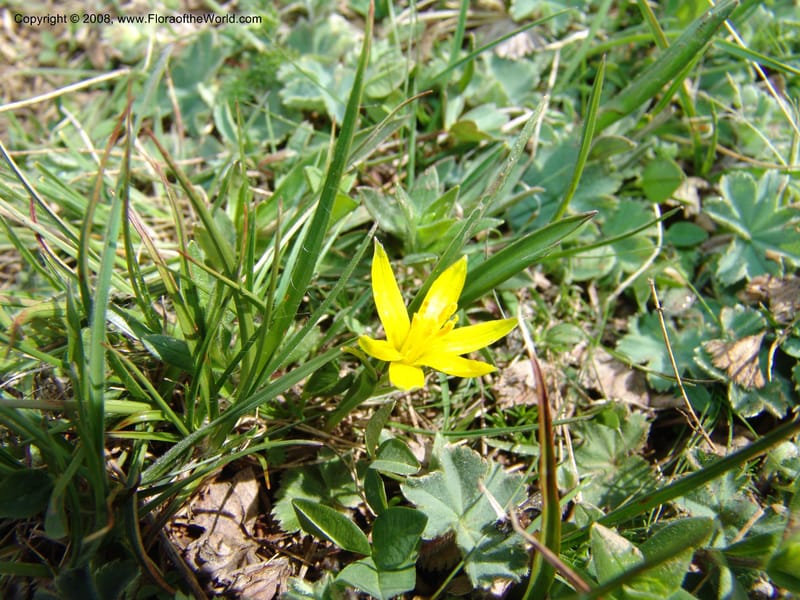 Gagea--Georgia. Vic. of Tskhrats'karo Pass. 7 Jun 05. 051.jpg