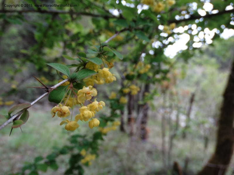 Berberis, Boufford, D 43610--China. Sichuan. ShaShiDuo. 8 May 2014. DSC04232 (207).JPG