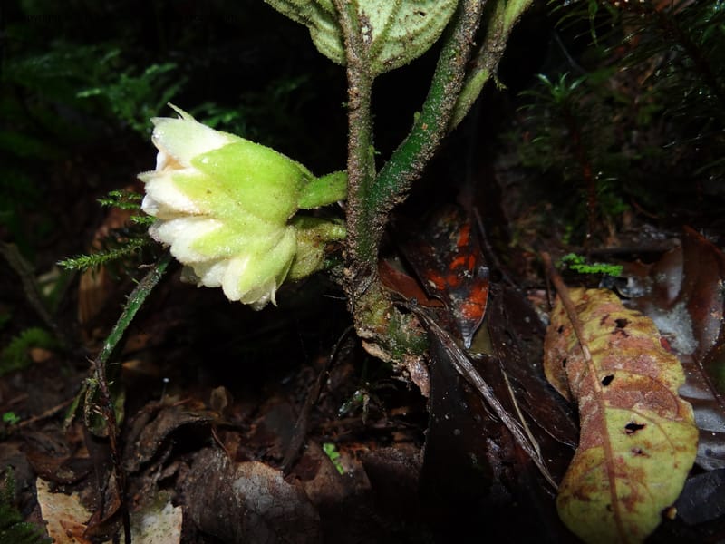 Pentaphragma, SAN.153210--Malaysia, Sabah. Mt. Kinabalu. 5 Apr 2012. DSC06767 (200).JPG