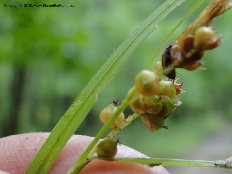 Carex caroliniana, Mori, S 27440, USA, North Carolina, Wake Co., Boyce Bridge Rd, 25 May 2010 (30).JPG