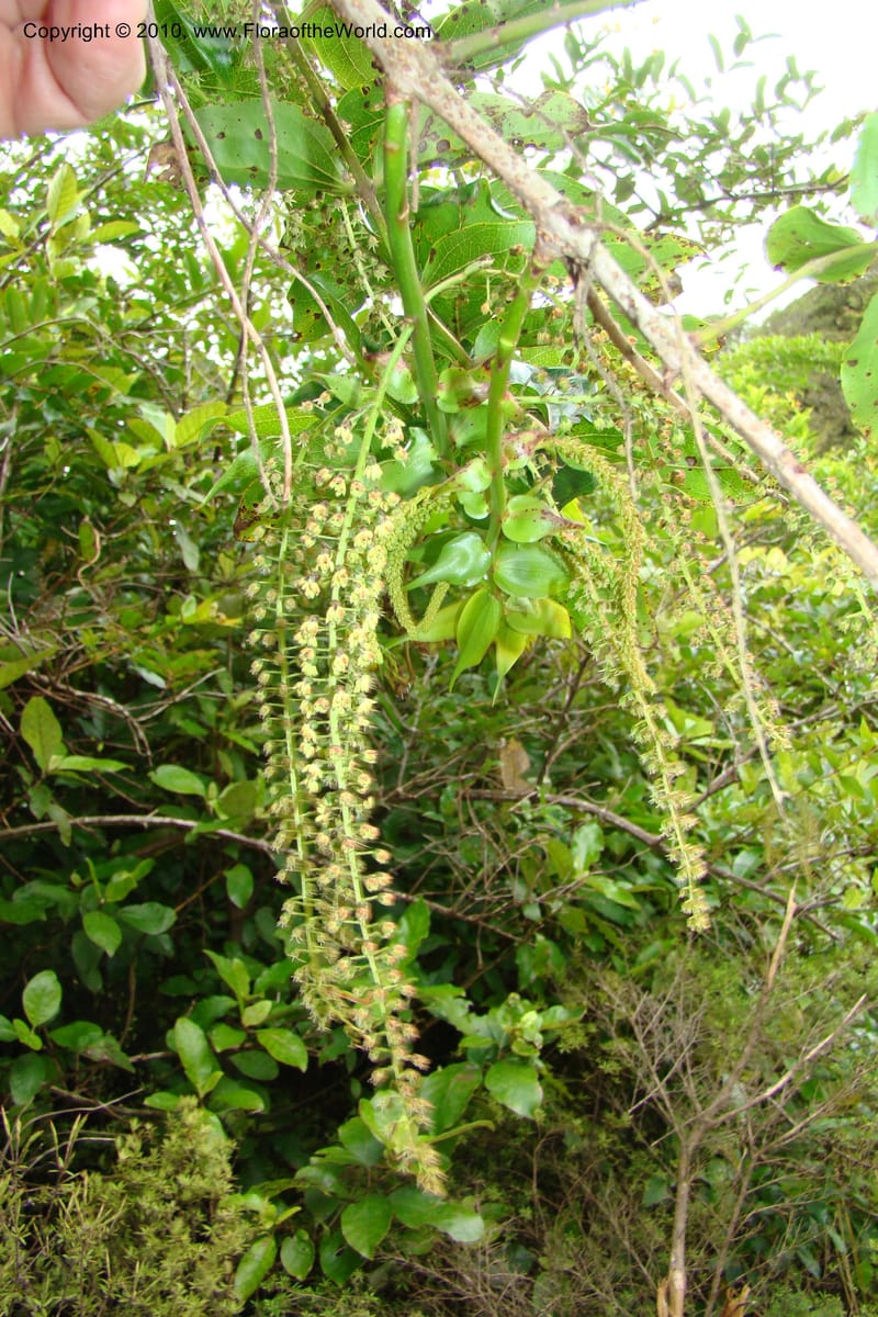 Coriaria arborea, C. Gemmill 731--New Zealand. N. Island. Mt. Te Aroha. 13 Jan 2010. 332 (1).jpg