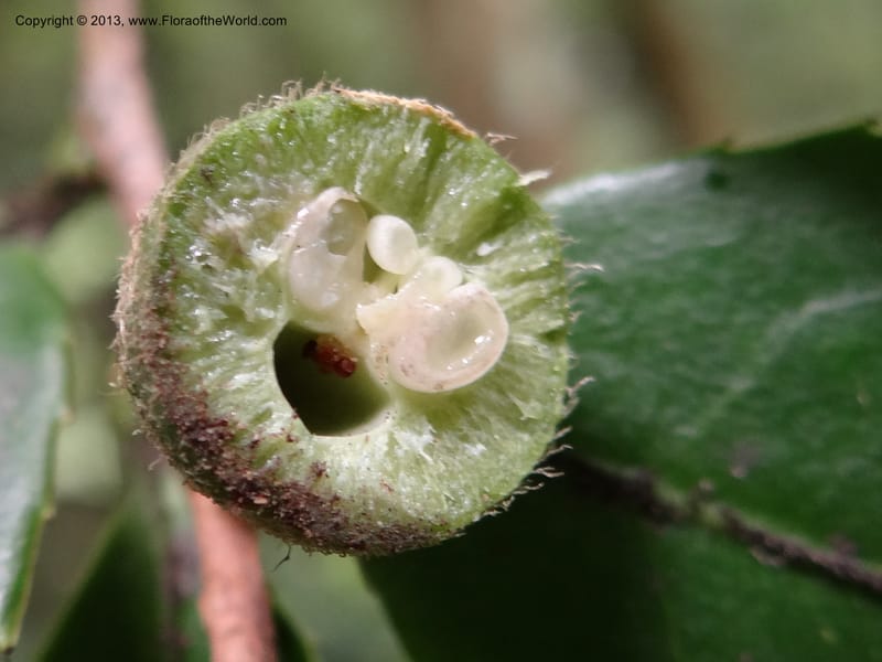 Camellia oleifera, Davidson, C 11952--China. Zhejiang Priv. Tian Mu Shan. 31 May 2012. DSC00927 (73).JPG