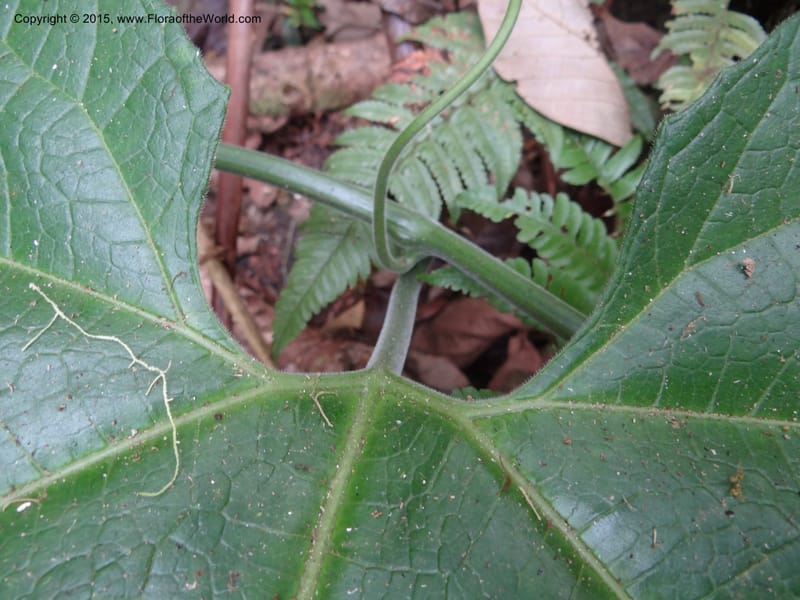 Gurania, Hammel 26196--Costa Rica. Cuesta de Burro. 6 Mar 2012. DSC04788 (434).JPG