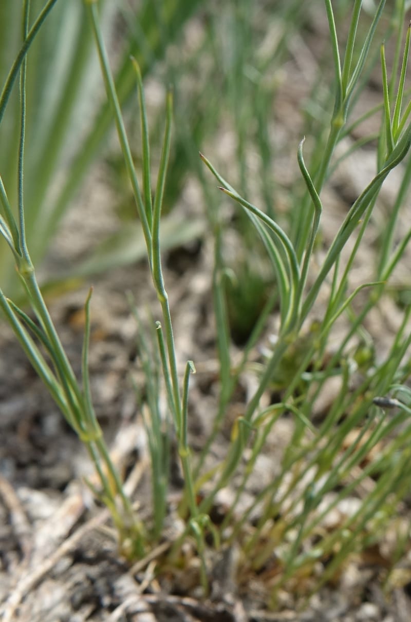 Eremogone congesta, C. Davidson 13712--ID. Boise Co. Scott Mtn. L.O. rd. 15 July 2017. DSC03279 (121).JPG