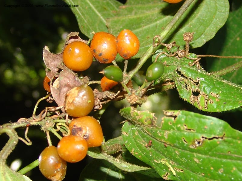 Smilax, not coll.--MX. Chiapas. Res. Biosf. El Triunfo. Trail NW along stream. 9 Nov 04. 003.jpg