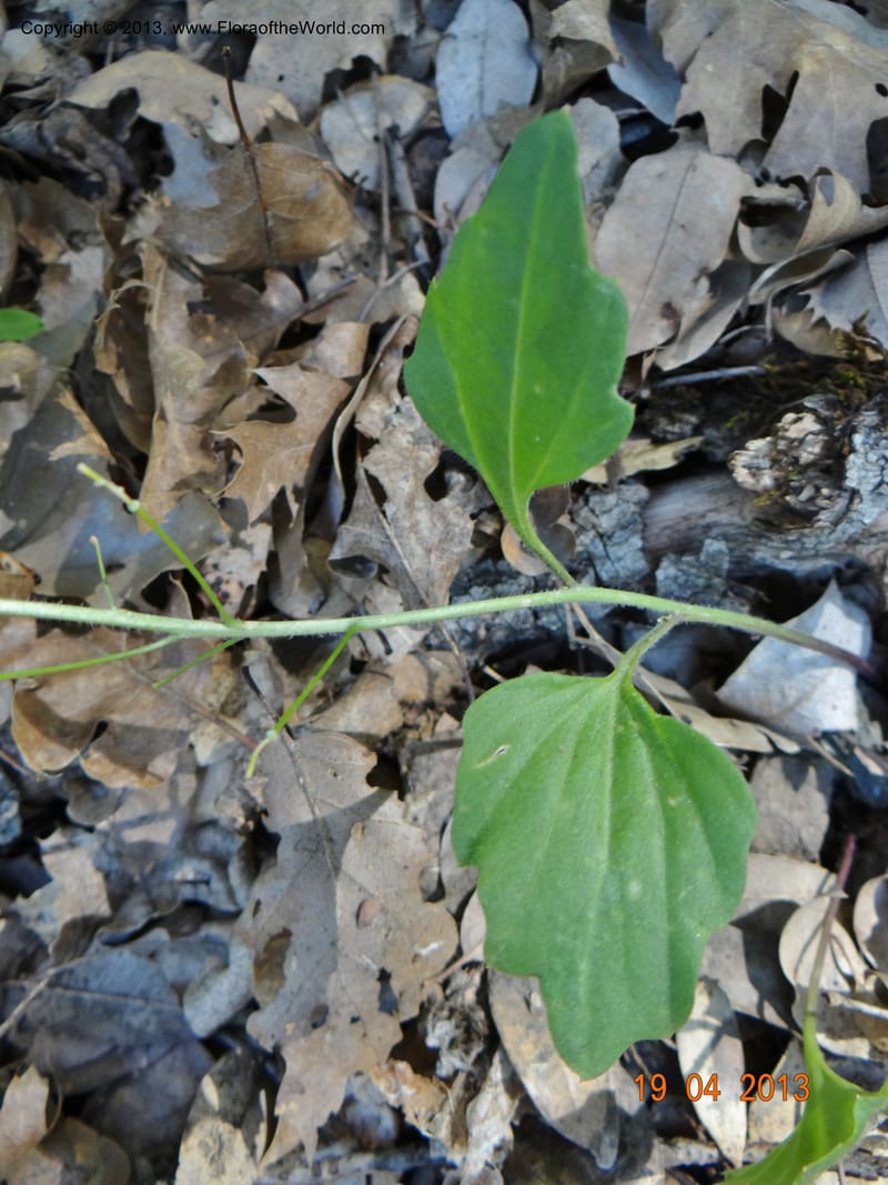 Cardamine californica, Davidson, C 12129--USA, California, Nevada Co. 19 Apr 2013  0073 (4).JPG
