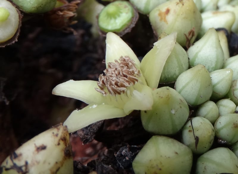 Plerandra insolita, Plunkett, G 3186--Fiji. Waisali Rainf. Reserve. 4 Nov 2015. DSC08848 (247).JPG