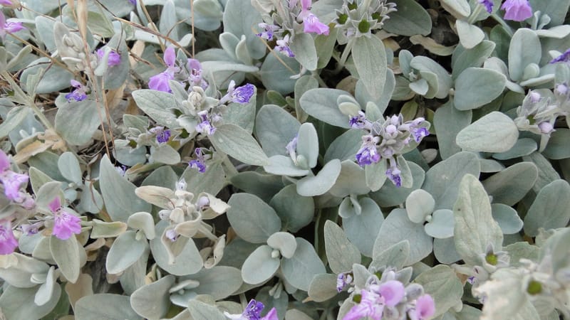 Stachys, A. G. Miller 142.5--Iraq. Kurdistan. Shakh-i Pira Magrun. Zewiya. 12 June 2010. 192 (10).jpg