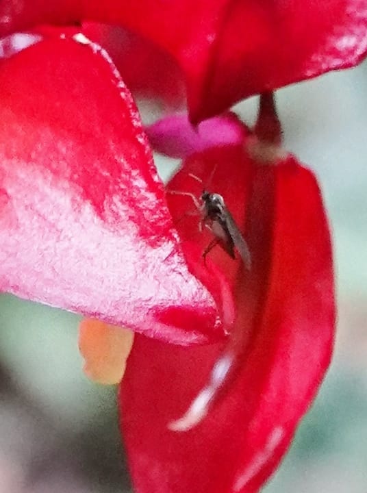 Impatiens, C. Davidson 13908--Gabon. M de C. Sent. Andok. 28 Oct 2018. DSC09339 (309).JPG
