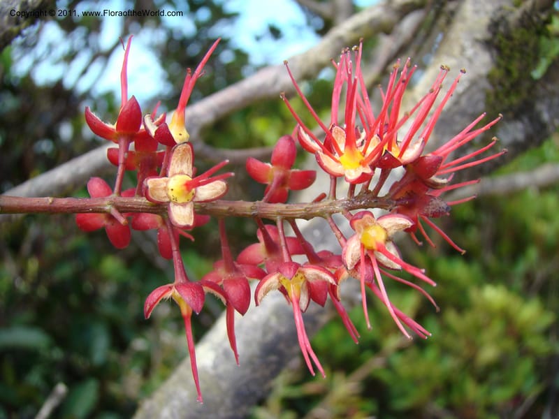 Geissois montana,  Munzinger, J 4773--New Caledonia, Prov N, Col d'Amoss,  14 Nov 2007, 051 (30).jpg