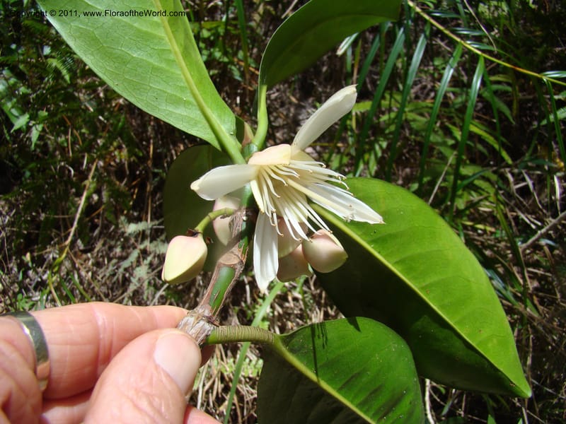 Crossostylis grandiflora,  Munzinger, J 4754--New Caledonia, Prov N, Les Trois Creeks,  13 Nov 2007, 024 (7).jpg