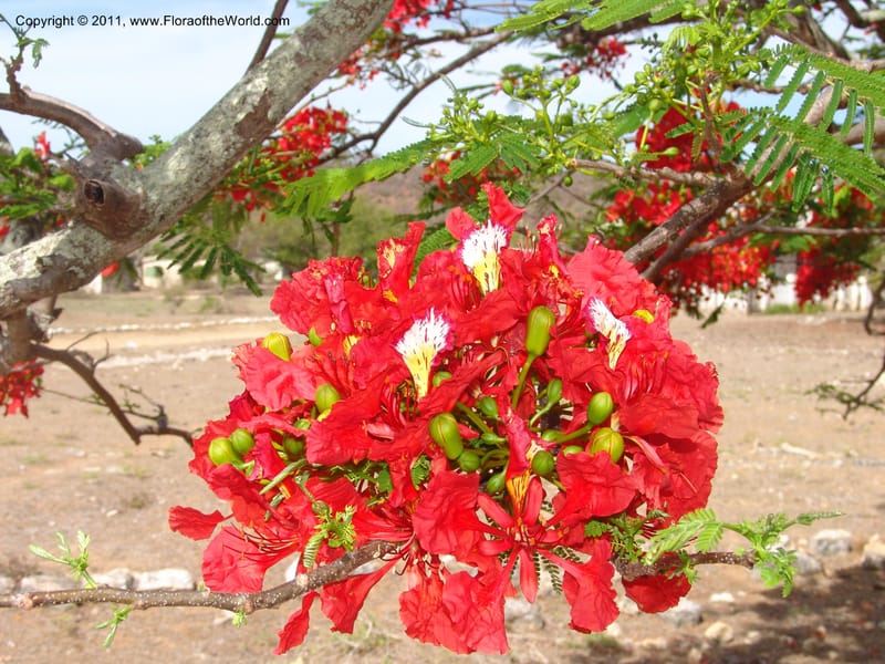 Delonix regia, ROR1560--Madag. Prov. Antsir. Orangea For. Pres. 9 Nov 06. 220 (9).jpg