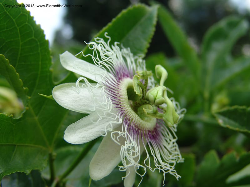 Passiflora--Kenya. Maseno.  Maseno Univ. Bot. Gard. 3 Jul 04. 124.jpg