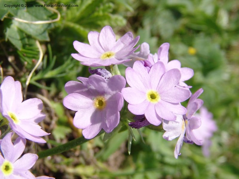 Primula algida--Georgia. Kazbeki . Trail-road to Sameba Church. 2 Jun 05. 030.jpg