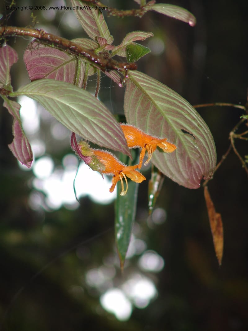 Columnea strigosa, Croat94580--Ecuador. Prov. Pichincha. Reserva Bellavista. 14 Feb 05. 141.jpg
