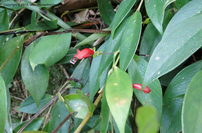Aeschynanthus, Regalado 1870--Viet Nam. Thac Kazan waterfall. 10 May 2011. 266 (24).jpg