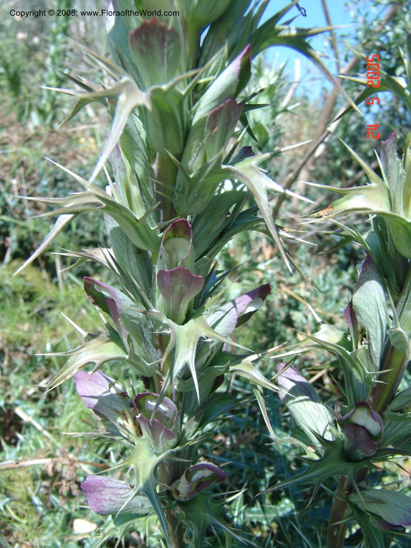 Acanthus spinosus--Crete. Ep. Apokoronos. Aptera. 23 May 05. 067.jpg