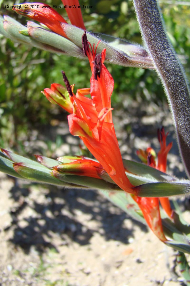 Babiana ringens, C. Davidson 11501--South Africa. Western Cape. R27, 5 km N of Velddrif. 24 Aug 09. 080 (3).jpg