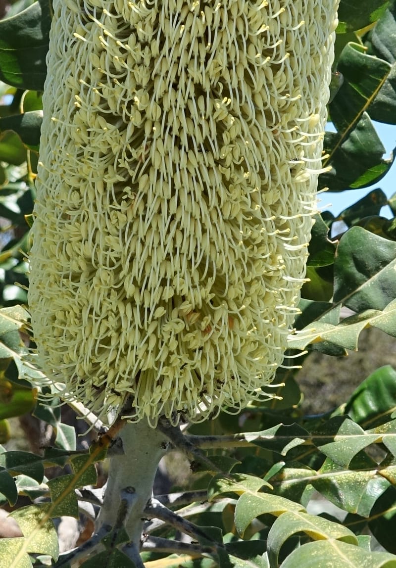 Banksia grandis, Not collected--Australia. W.A. Koondoola Bushland. 22 Oct 2016. DSC03457 (268).JPG