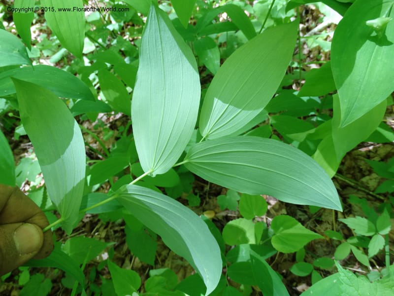 Uvularia grandiflora, Davidson, C 12986--North Carolina. Clay Co. Perry Gap Rd, Barnard's Cr. 13 May 2015. DSC04860 (142).JPG