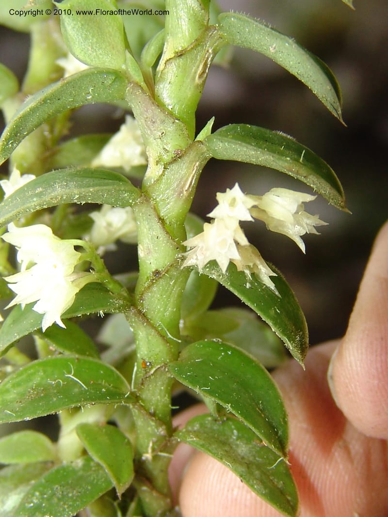 Pachyphyllum, RVasquez32884--Peru. Prv Pauctb. Rd to Manu NP. 27 Oct 07. 315.jpg
