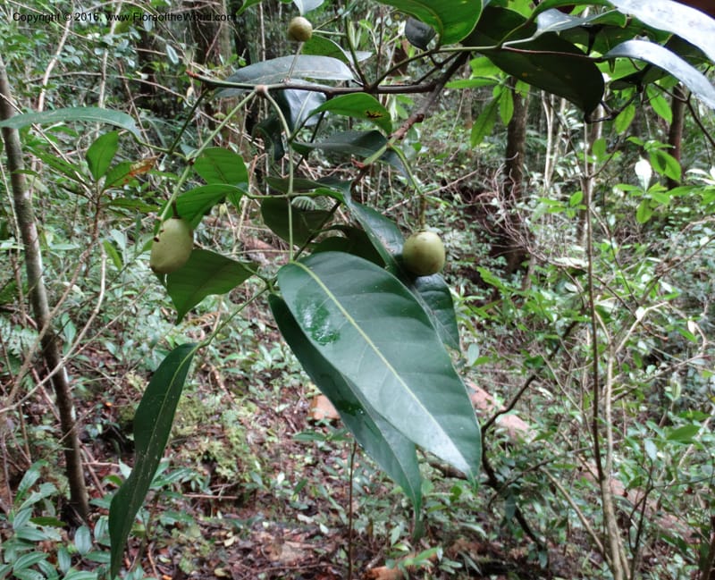 Dacryodes, Davidson, C 12734--Sabah. Mt. Kinabalu. Bundu Tuhan Trail. 11 Oct 2014. DSC04153 (16).JPG