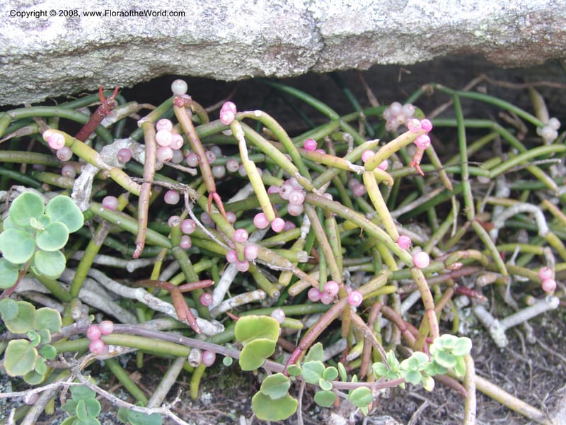 Rhipsalis baccifera--So.Africa. E. Cape. Umtanvuna Nat. Res. 11 Mch 05. 066.jpg