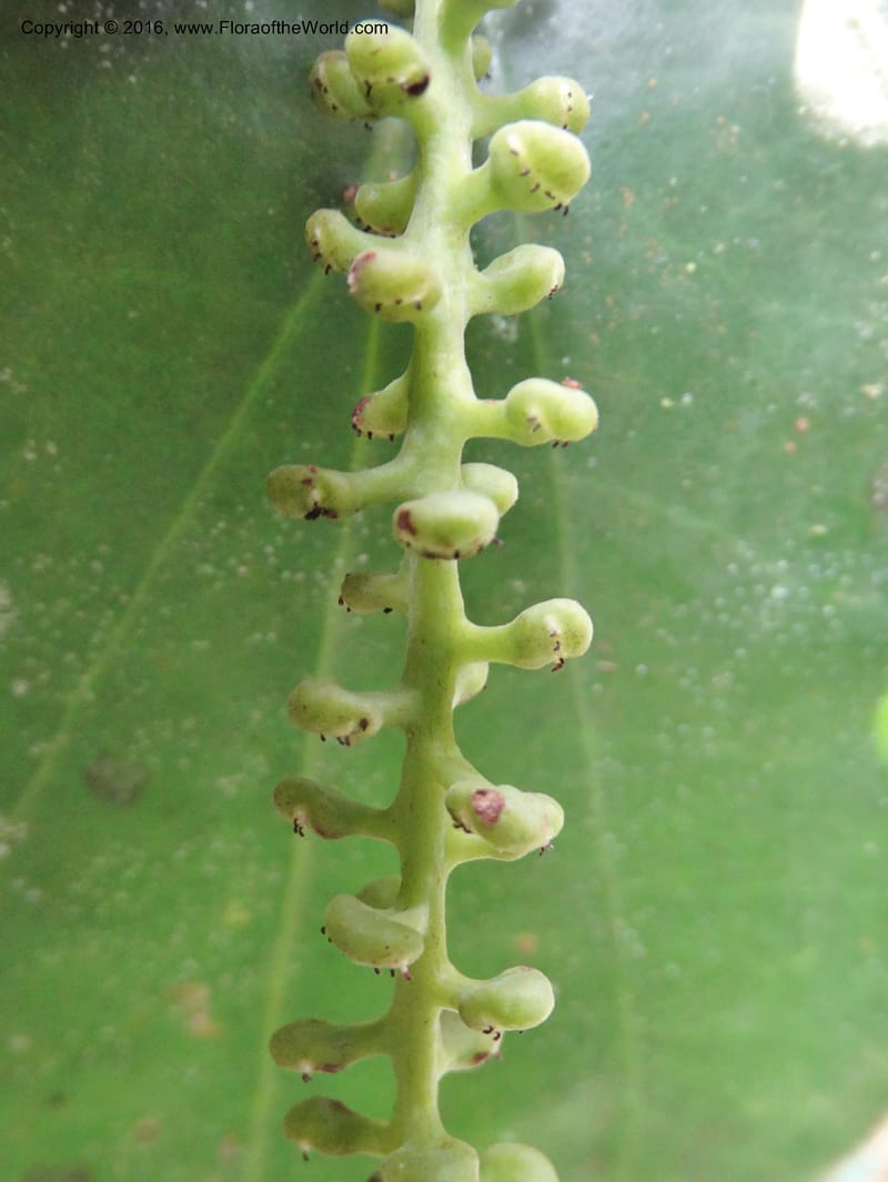 Piper, Davidson, C 12675--Sabah. Danum Valley. 4 Oct 2014. DSC01741 (250).JPG