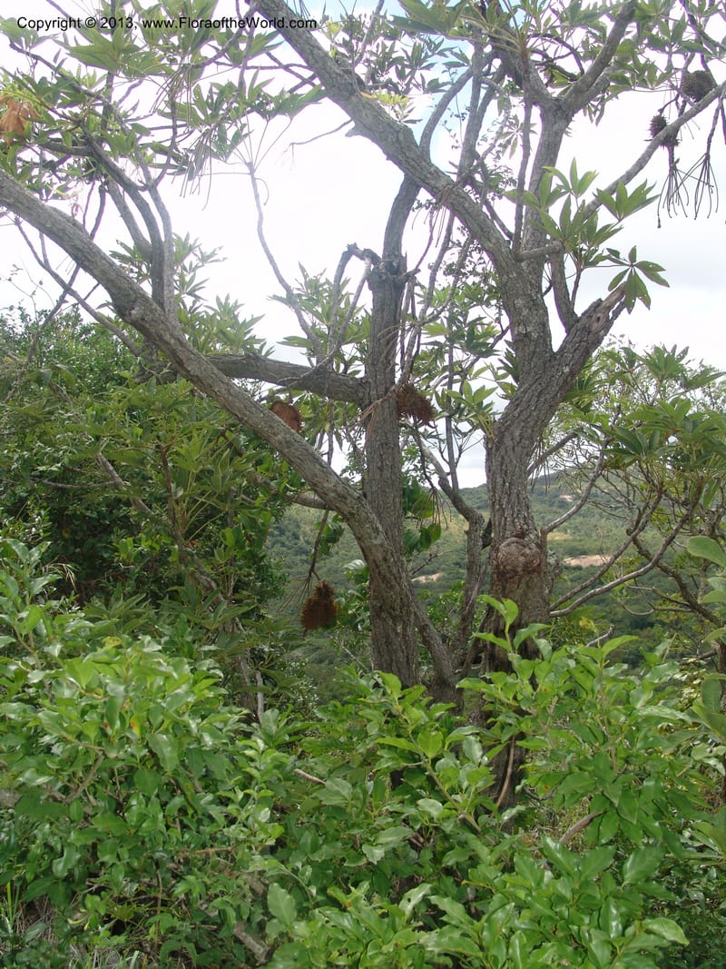Sterculia murex--So.Africa. Mpumal. Karino. Whyte Thorne. 19 Mch 05. 228.jpg