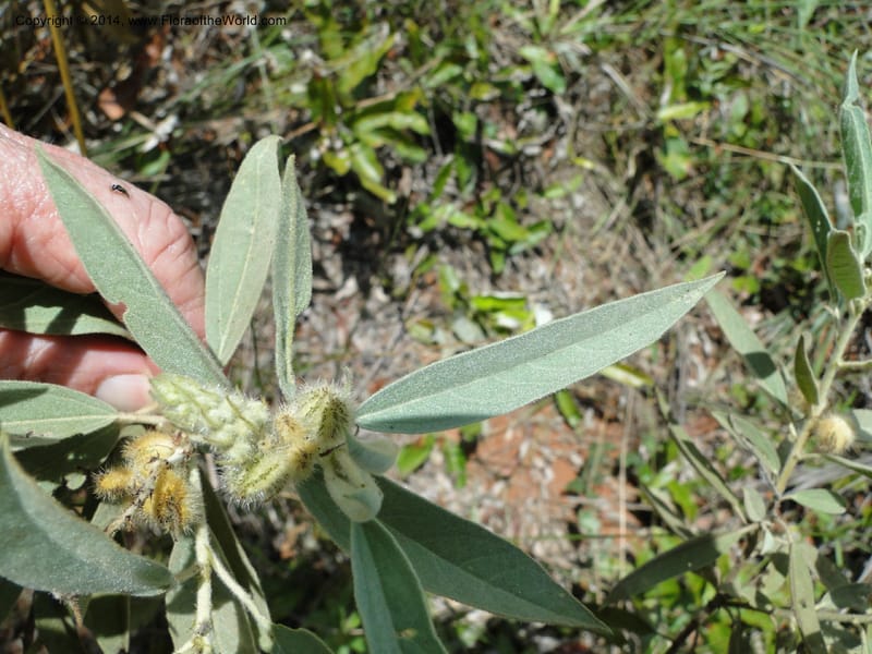 Croton, Stevens,  W. D 31106, Cerro Cora, 16 Mar 2011 1790 (18).JPG