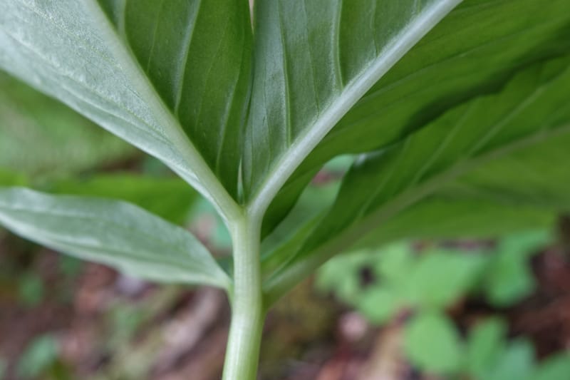 Arisaema amurense var. robustum--Japan. Niigata. Sasagamine. Yu Memidaira. Forest Therapy Trail. 28 May 2016. DSC04970 (9).JPG