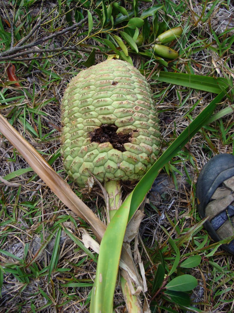 Pandanus,  Munzinger, J 4761--New Caledonia, Prov N, Mt. Mandjelia,  13 Nov 2007   036 (1).jpg