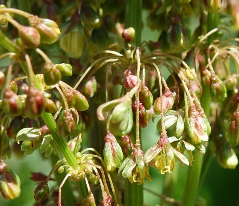 Rumex alpestre, Not collected--Switzerland. Sass Almagell. Lac Mattmark. 3 Jul 2016. DSC08449 (507).JPG