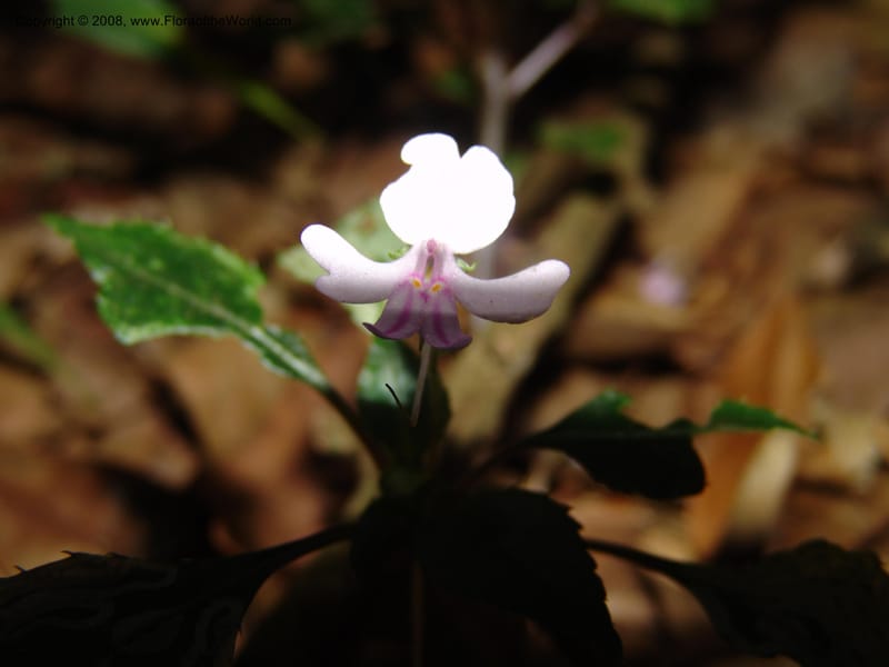 Impatiens sodenii--Kenya. Limuru. Forest fragment near Brackenhurst Ctr. 11 Jul 04. 042.jpg