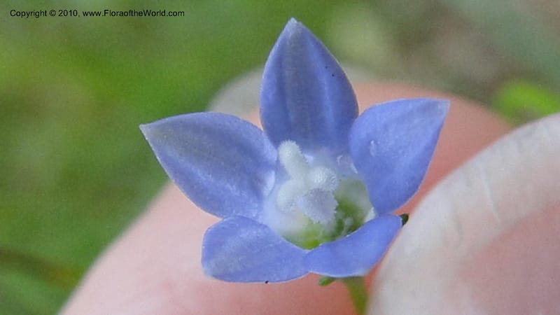 Wahlenbergia marginata, Mori 27450--North Carolina. Moore Co. Lake Bay Rd. 25 May 2010. 207 (37).jpg