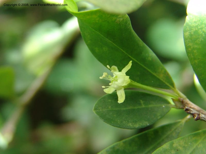 Erythroxylum delagoense--So. Africa. Lowveld Nat. Bot. Gard. 2. 14 Mch 05. 003.jpg