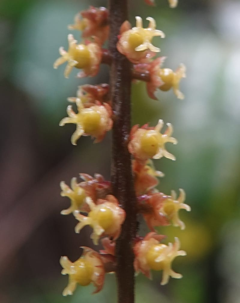 Thecacoris, C. Davidson 14074--Gabon. Raponda-Wallker. 28 Oct 2019. DSC02420 (7).JPG